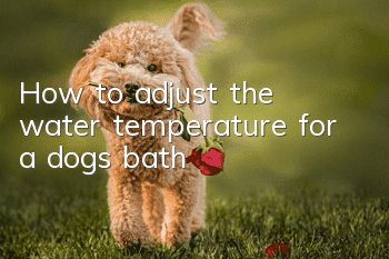 How to adjust the water temperature for a dog’s bath