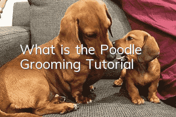 What is the Poodle Grooming Tutorial?