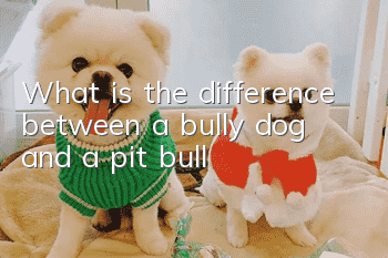 What is the difference between a bully dog ​​and a pit bull?