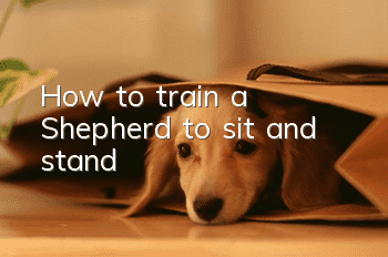 How to train a Shepherd to sit and stand