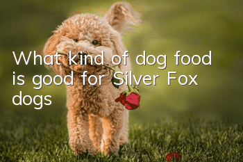 What kind of dog food is good for Silver Fox dogs?