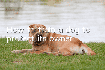 How to train a dog to protect its owner