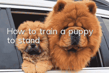 How to train a puppy to stand