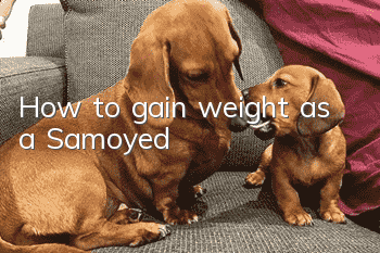 How to gain weight as a Samoyed