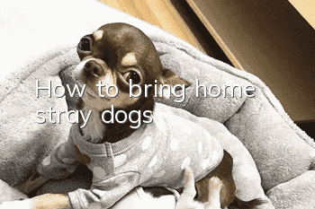 How to bring home stray dogs