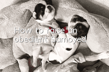 How to raise an obedient Samoyed