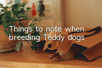 Things to note when breeding Teddy dogs