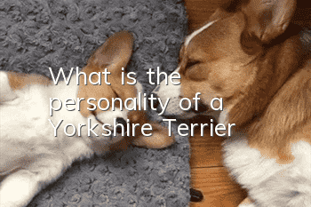 What is the personality of a Yorkshire Terrier?