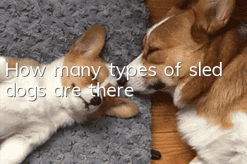 How many types of sled dogs are there?