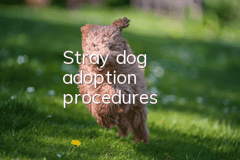Stray dog ​​adoption procedures