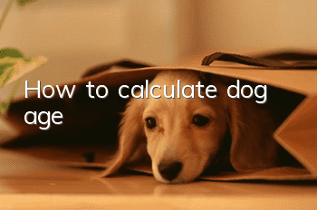 How to calculate dog age