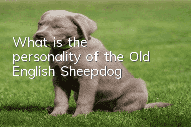 What is the personality of the Old English Sheepdog?