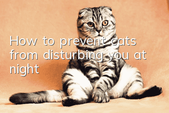 How to prevent cats from disturbing you at night