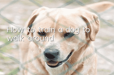 How to train a dog to walk around