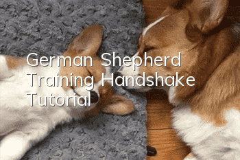 German Shepherd Training Handshake Tutorial