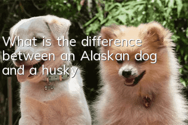 What is the difference between an Alaskan dog and a husky?
