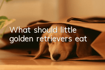 What should little golden retrievers eat?
