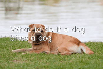 What to do if a dog bites a dog