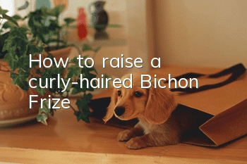 How to raise a curly-haired Bichon Frize