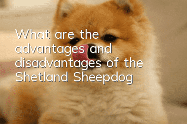 What are the advantages and disadvantages of the Shetland Sheepdog?