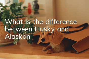 What is the difference between Husky and Alaskan?