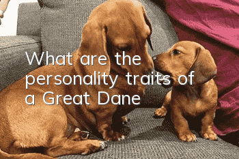 What are the personality traits of a Great Dane?