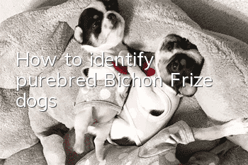 How to identify purebred Bichon Frize dogs