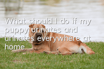 What should I do if my puppy urinates and urinates everywhere at home?