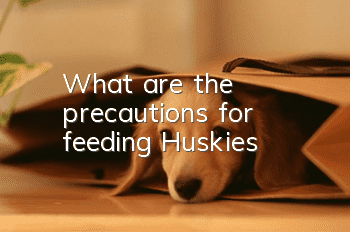 What are the precautions for feeding Huskies?