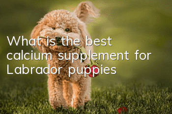 What is the best calcium supplement for Labrador puppies?