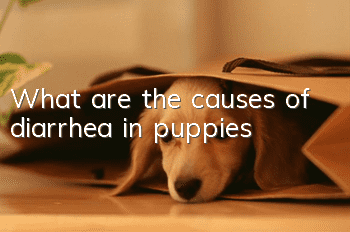 What are the causes of diarrhea in puppies?