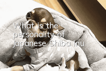 What is the personality of Japanese Shiba Inu?