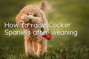 How to raise Cocker Spaniels after weaning
