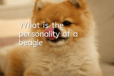 What is the personality of a beagle?