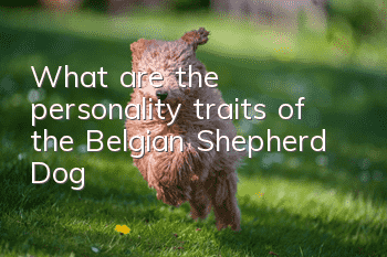 What are the personality traits of the Belgian Shepherd Dog?