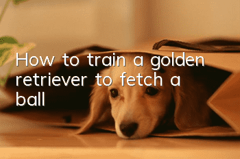 How to train a golden retriever to fetch a ball