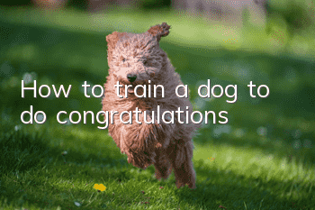 How to train a dog to do congratulations
