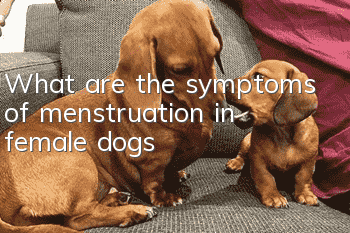 What are the symptoms of menstruation in female dogs?