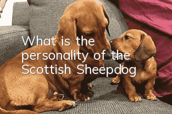 What is the personality of the Scottish Sheepdog?