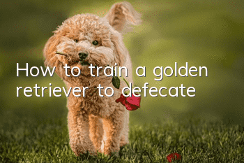 How to train a golden retriever to defecate
