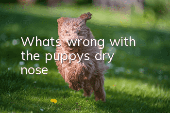 What's wrong with the puppy's dry nose?