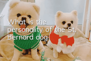 What is the personality of the St. Bernard dog?