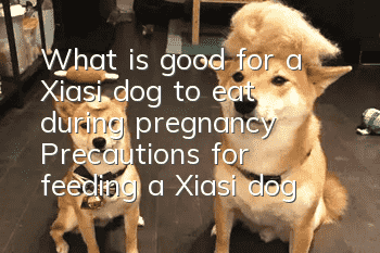 What is good for a Xiasi dog to eat during pregnancy? Precautions for feeding a Xiasi dog during pregnancy