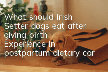 What should Irish Setter dogs eat after giving birth? Experience in postpartum dietary care for Irish Setter dogs