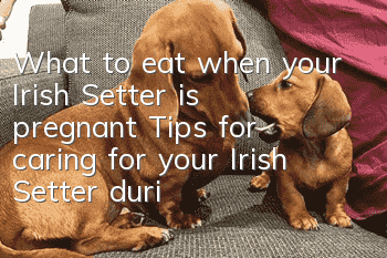 What to eat when your Irish Setter is pregnant? Tips for caring for your Irish Setter during pregnancy