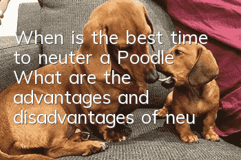 When is the best time to neuter a Poodle? What are the advantages and disadvantages of neutering a Poodle?