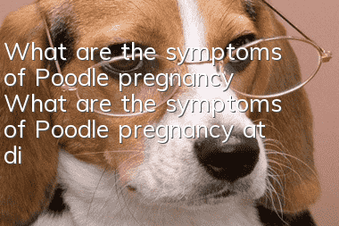 What are the symptoms of Poodle pregnancy? What are the symptoms of Poodle pregnancy at different days?