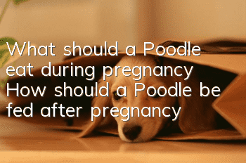 What should a Poodle eat during pregnancy? How should a Poodle be fed after pregnancy?