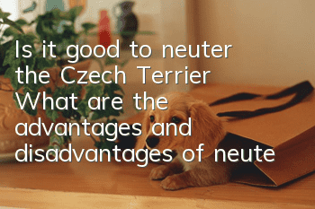 Is it good to neuter the Czech Terrier? What are the advantages and disadvantages of neutering the Czech Terrier?