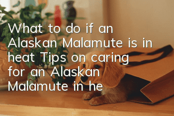 What to do if an Alaskan Malamute is in heat? Tips on caring for an Alaskan Malamute in heat